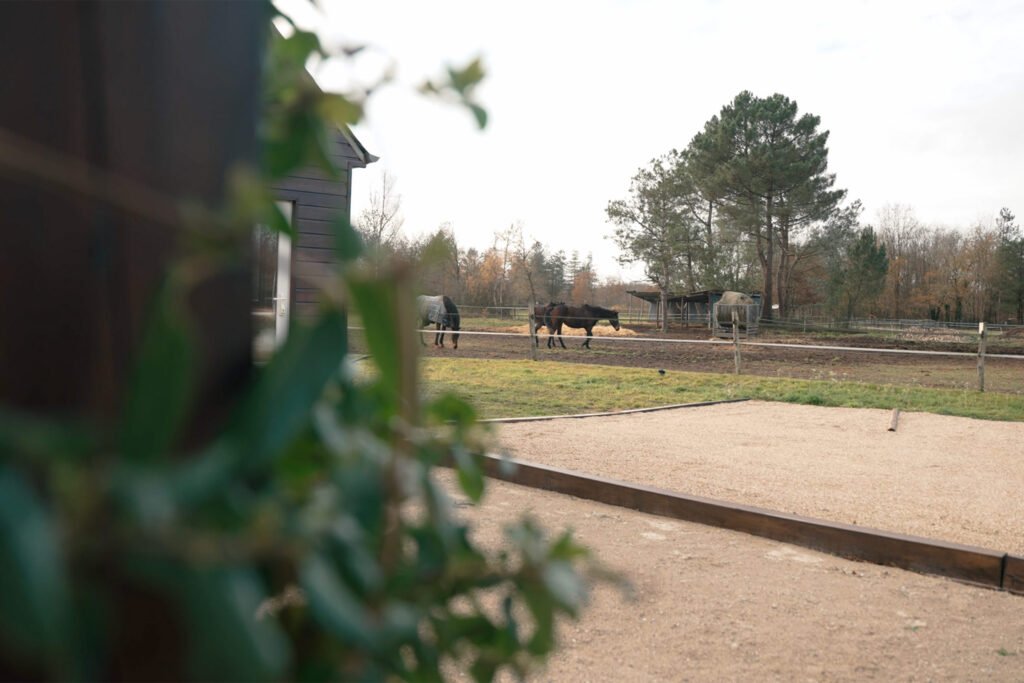 Terrain de pétanque du gîte Ranch de Sologne avec chevaux de l'écurie de Neuvy en Sullias dans le pré en arrière-plan.