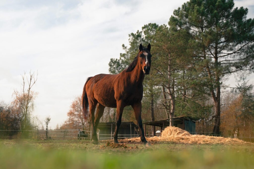 Cheval de l'écurie de Neuvy en Sullias